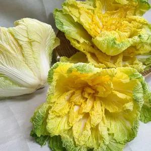 [해남미소] (주)정가 농업회사법인 베타봄동 5kg(10-15포기)