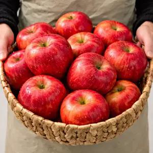 하루딱100박스 고당도 부사 꿀 사과 1박스, 10kg