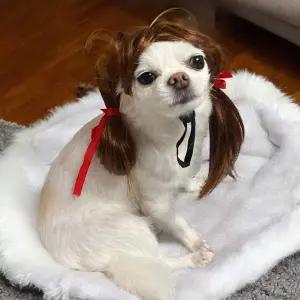 ZF 강아지 가발 양갈래 프린세스