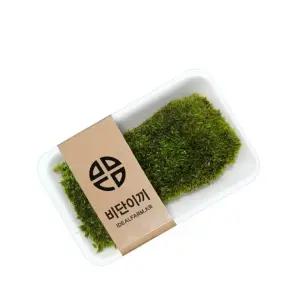 비단이끼 (가는흰털이끼) 잇템 인기