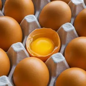 (e) 한계란 난각번호 1번 계란 무항생제 유정란 60구