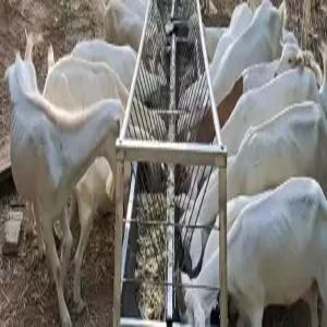 축산 먹이통 송아지 여물통 컨베이어 염소 사료통 가능한 조절이 높이 양고기 축사