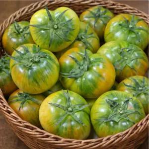 신선한아침 단짠단짠 대저 짭짤이 토마토 2.5kg(2S-3S)