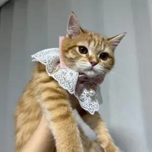 강아지 레이스 스카프 케이프 핑크 M