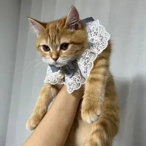 강아지 레이스 스카프 케이프 블루 S