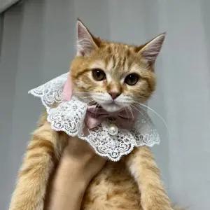 강아지 레이스 스카프 케이프 핑크 S