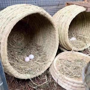 산란통 병아리 부화 유정란부화기 거위 자동 독일 부화장 알집 부란기 소형