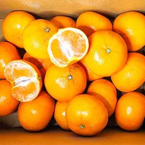 [11번가 단독 한정] 제주 달콤향 천혜향 가정용 혼합과 10kg