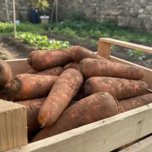 국내산 당근 산지수확 5kg(왕특/실중량) 실속형