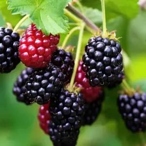 [경북묘목]수퍼블랙베리(가시없는복분자) 삽목 1년생 상묘