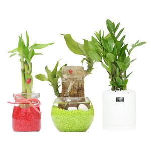 새해 복을 부르는 금전수, 행운목, 개운죽 골라담기