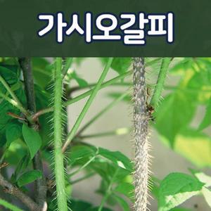 [태영]가시오가피묘목/토종민오가피/약용수.2년생 판매중