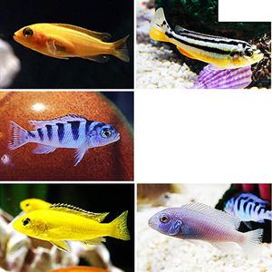 관상어 열대어 시클리드 / 국민 시클리드 세트 [10마리]