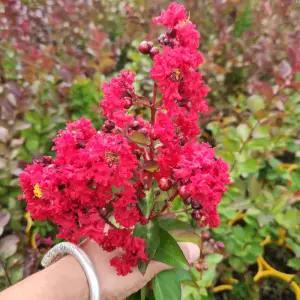 다이너마이트 백일홍나무 삽목2년 묘목 배롱나무 목백일홍 여름꽃 개화주 정원 조경수 (목하원예조경)