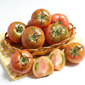 부산 대저 짭짤한 토마토 골라담기