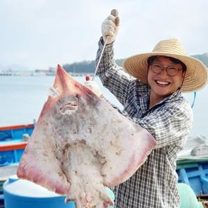 [흑산도 산지발송] 흑산도홍어 국산 삭힌홍어 혼술용,500g