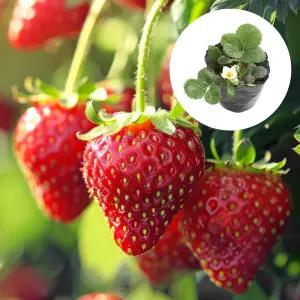딸기모종(2개)