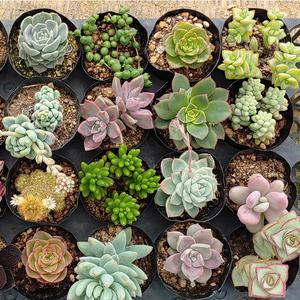 미니다육 10종 랜덤세트 다육이 분갈이흙 다육이름표