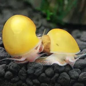 애플 스네일 1마리 (입고시마다 사이즈 다름)