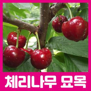 최상의 품종  체리묘목/라핀 레기나 버건디펄 러시아8호 타이톤자가수정 다양한품종 판매중