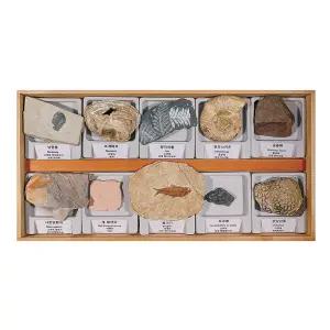 [더원사이언스] 전시용 화석 10종 세트 KSIC-5252/5252/지구과학/표본류/과학교구