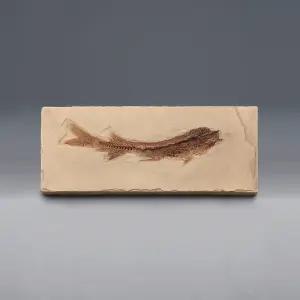 [더원사이언스] 물고기 화석(Bony Fish, 브라질, 전시용화석 KSIC-5257/5257/지구과학/표본류/과학교구