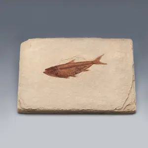 [더원사이언스] 물고기화석(Bony Fish,와이오밍,전시용화석) KSIC-5527/5527/지구과학/표본류/과학교구