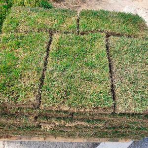 순희농장 천연 롤잔디 40cm x 60cm 2장 묶음 한국잔디 중지 산소용 마당용