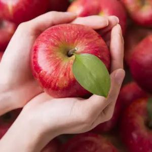 갤러리아 맛있는 주스용 부사 사과 10kg 랜덤과