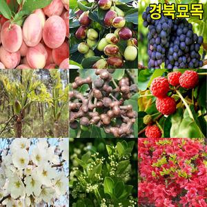 [경북묘목]인기 나무묘목 종합모음 /유실수,조경수,약용수 모음전