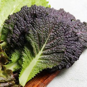 [당일수확발송] 충북 진천 적겨자 2kg