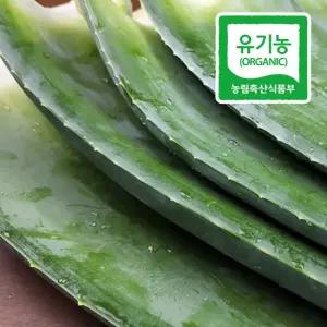 거제 유기농 알로에베라 생잎 3kg 생알로에