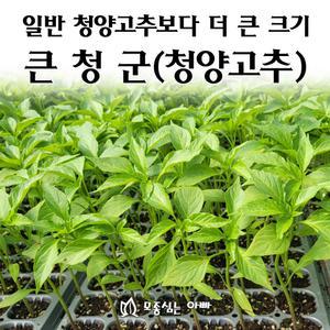 [모종심는아빠] 청양고추의 개량종 큰청군 청양고추 모종3개