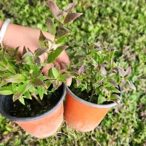 애기말발도리 개화주 포트묘 정원조경용 봄꽃 관목 화목류 노지월동 묘목 (목하원예조경)