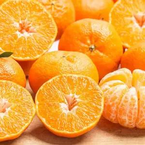 갤러리아 달콤한 제주 레드향 4.5kg 중소과 30과내외