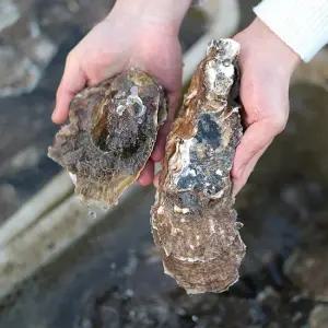 섬진강 강굴 벚굴 벗굴 5kg 진수환생산자