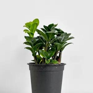 보석 금전수 12호 관엽식물 실내화초 인테리어 공기정화식물