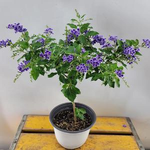 발렌타인자스민(핫도그) 꽃이 피면 쵸코렛향기가 나지요 봄이라 작아요 새순이에요