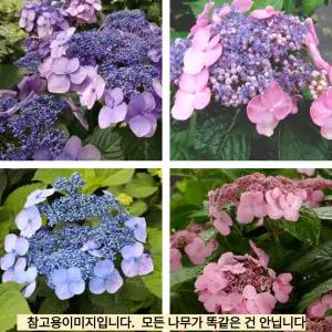 [목하원예조경]정원수국 엔들레스썸머 수국 (트위스트앤샤우트)4치장 포트 묘목 노지월동 정원용 조경나무