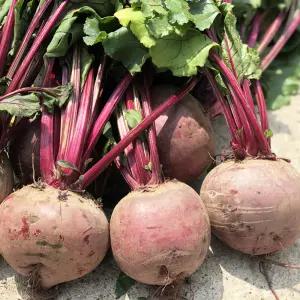 국내산 제주 햇 비트 레드비트 가정용 정품 5kg 10kg