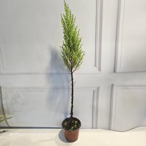 식물공장 미니핫도그 외목대 롱율마 30-40cm 39