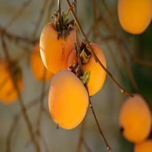 감나무 묘목 단감나무 홍시감나무 접목 1년생