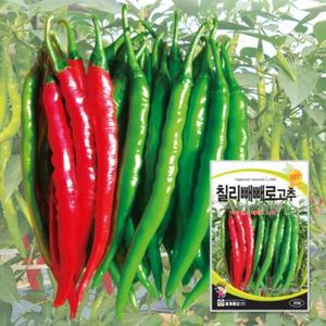 세계종묘 칠리빼빼로고추 30립 종자 씨앗 이색 동남아고추