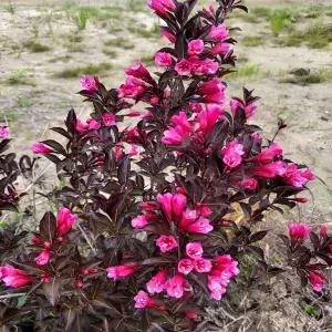 [목하원예조경]자엽병꽃나무 알렉산드라 병꽃나무 묘목 정원용 붉은잎 관목 봄꽃나무 노지월동 조경수