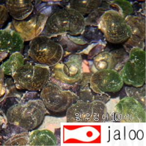 생먹이 자루 왕우렁이 10마리 대형어 거북이 복어 먹이용 어항청소