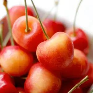 체리나무 / 레이니어 / 접목1년 / 1등묘