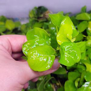 아누비아스 골든나나 5-8잎 1벌브 음성수초 활착 어항 수족관