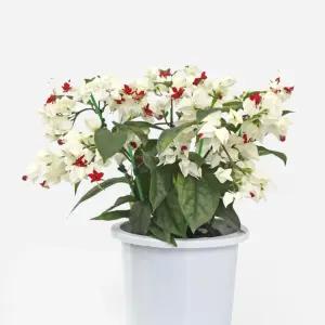 클레로 덴드론 덴드롱 중형 꽃 모종 야생화 공기정화식물 인테리어