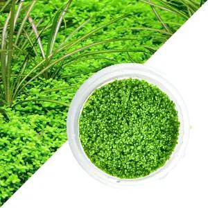 헬로아쿠아 수초-무균 조직배양 쿠바펄-어항 수족관 수중식물