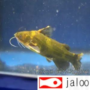 생먹이 자루 동자개 빠가사리 치어 유어 5마리 민물고기 물고기 방생 연못 저수지 수족관 어항 조경 jaloo